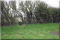 Hedge on south side of Masefield Crescent recreation ground