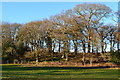 Trees growing on Buckland Rings