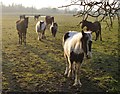 TL2809 : Ponies by the River Lee (1) by Stefan Czapski
