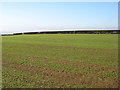 The field at the top of Honey Hill