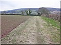 Field margin near Woodford