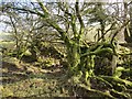 Ffarm Crach Gelli Fawr Farm, Llanfynydd