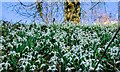 Compton Valence: Snowdrops