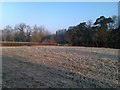 Morning sunlight on frosty field