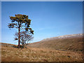 SD7180 : Scots pine at Whiteside Wood, Kingsdale Head by Karl and Ali
