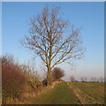 TL9513 : Tree on field boundary, Abbotts Hall Farm by Roger Jones