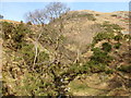 Kirk Burn, above Tillicoultry