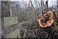 Mid Devon : Tree Stump & Sign