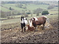 Horses grazing - off Cliffe Lane