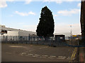 Tree in a car park