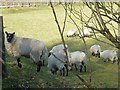 Sheep by Newmills Bridge