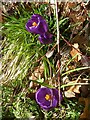 Crocuses beside the River Rhiw