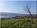 Nempnett Thrubwell: spindly tree and Blagdon Lake view