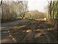 SX8870 : Tree clearance, St Marychurch Road by Derek Harper