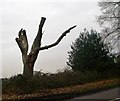 Dead tree, near Hooley, Surrey