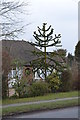 Monkey Puzzle Tree, Whatlington Road, Battle