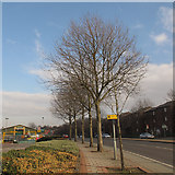 TQ4178 : Street trees on Woolwich Road by Stephen Craven