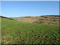 Upland grazings above Carrick Road