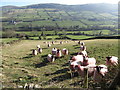 Sheep on the slopes above the Moygannon Valley