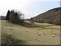 Sheep-farming in the Rhiw Valley