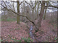 Stream in Long Wood,  Langdon Nature Reserve