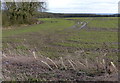 Farmland at Southfield Spinney