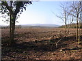 Newly laid hedge by The Squires