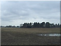 Farmland, Snelson