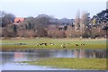 SU7777 : Birds on Borough Marsh by Des Blenkinsopp