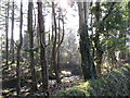 Stream flowing through Lurgancanty Woods