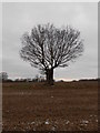 Tree in a Field