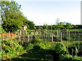 SK7222 : Ab Kettleby allotments by Andrew Tatlow
