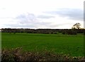 Fields west of Bedford Road