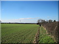 Field  Edge  Footpath  to  Billings  Lane