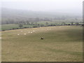 Sheep grazing land in the Leitrim Valley