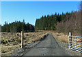 Into The Galloway Forest