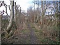 Wooded footpath