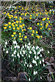 Aconites and Snowdrops