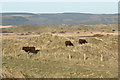 SS7882 : Grazing at Kenfig Burrows by eswales