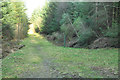 NR9492 : Path in Ardcastle Wood by Steven Brown