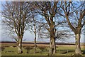 Trees at Dykehead