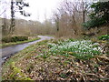 Morden, snowdrops