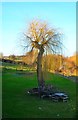 Weeping Willow at Cawood