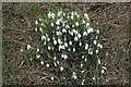 Snowdrops by the roadside