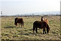 SJ1084 : Conservation Pony Grazing by Jeff Buck