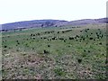 Intake land on the lower slopes of Slieve Roosley