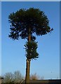 Magnificent tree on Osborne Road South