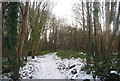 Snow, Fox Burrow Wood