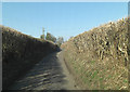 Bowers Lane south of Church Lane