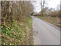 Alderholt, wild daffodils